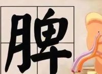 什么是脾虚？