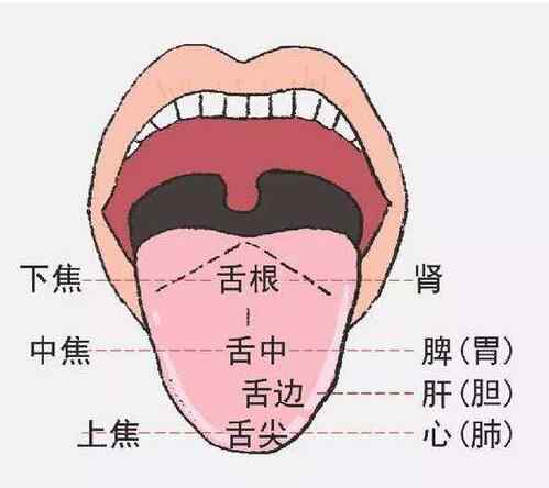 如何从口唇看你的脾胃功能