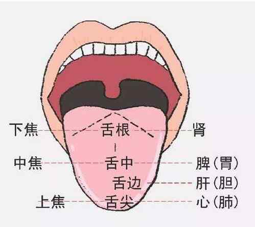 如何从口唇看你的脾胃功能.jpg