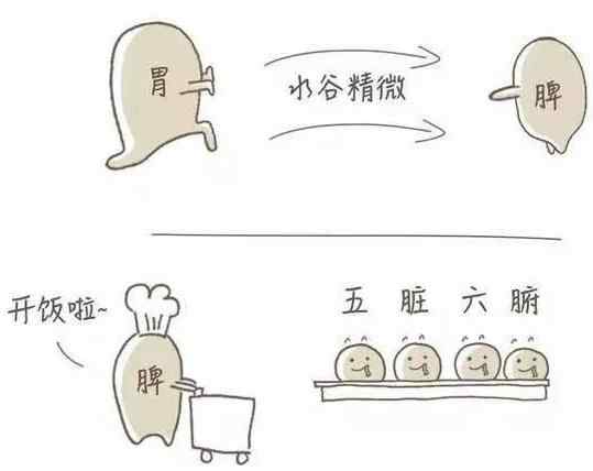 脾与胃的关系