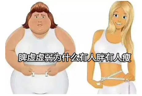 脾虚虚弱为什么有人胖有人瘦