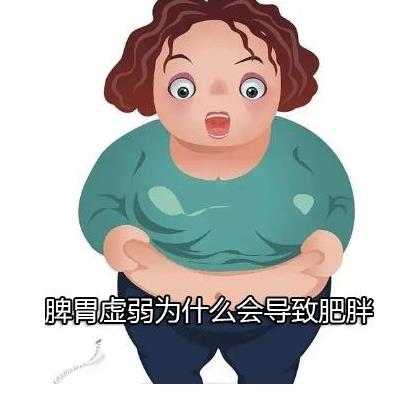 脾胃虚弱为什么会导致肥胖.jpg 脾胃虚弱为什么会导致肥胖.jpg