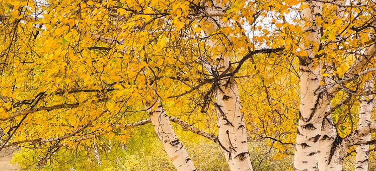 身体这6种表现,可能是脾虚.jpg 身体这6种表现,可能是脾虚.jpg