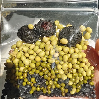 乌梅三豆饮的作用与功效、滋阴清内热