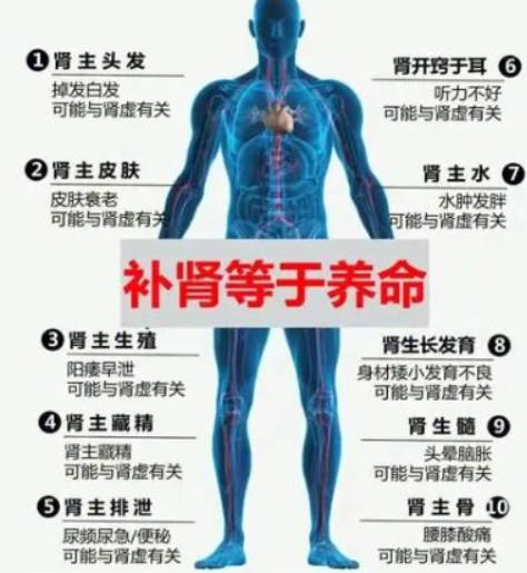 补肾常识有哪些 详解补肾必知的常识.jpg